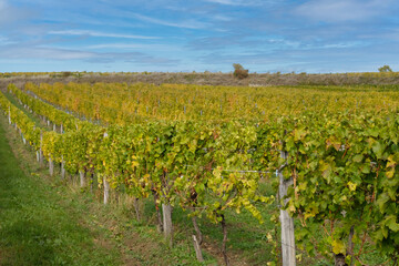 Fototapeta na wymiar Rows of vineyard with green and yellow autumn leaves. Autumn grapes harvest in vineyard. Wine making concept. Vine vines in autumn. Selective focus.