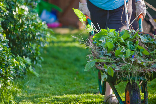 Close up of a gardener hands pushing a wheelbarrow filled with weeds
