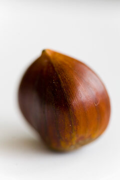 Close up of a chestnut
