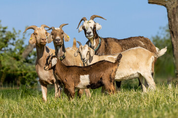 Ziegen auf der Weide in der Eifel