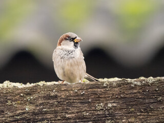 Haussperling (Passer domesticus)