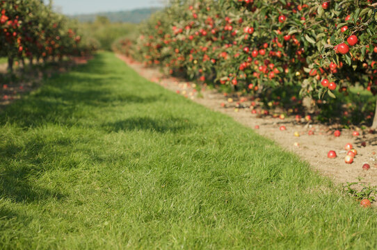 Norfolk red apple tree orchard
