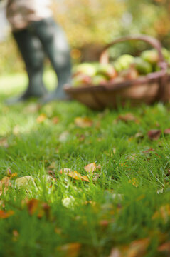 Close up of a lawn with a basket filled with apples and farmer legs wearing boots
