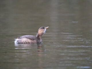 Zwergtaucher (Tachybaptus ruficollis)  
