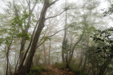 朝靄に浮かぶ森林の獣道