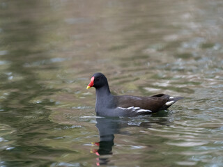 Teichhuhn (Gallinula chloropus)