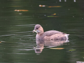 Zwergtaucher (Tachybaptus ruficollis)