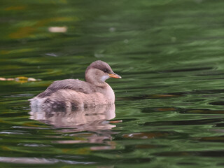 Zwergtaucher (Tachybaptus ruficollis)