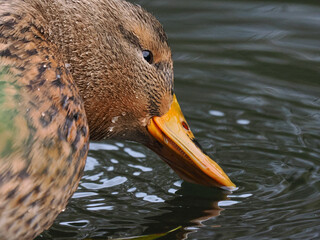 Stockente (Anas platyrhynchos)
