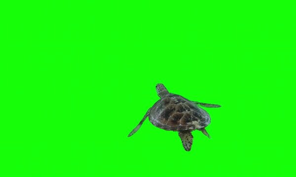 Turtle Green Screen Videos Very Cool
