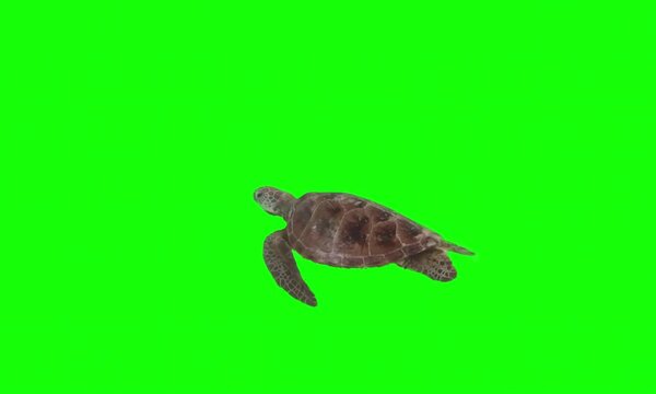Turtle Green Screen Videos Very Cool