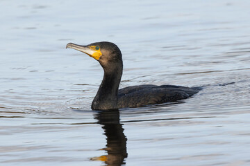 Kormoran (Phalacrocorax carbo)