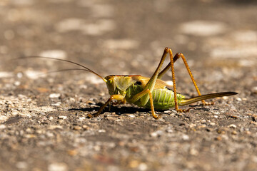 grasshopper on the stone