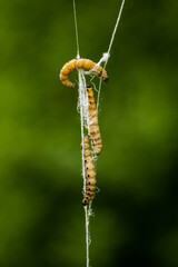 Spindle Ermine (Yponomeuta cagnagella) Caterpillar larva hanging from trees