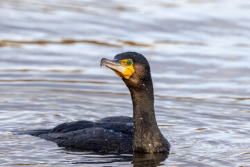 Kormoran (Phalacrocorax carbo)