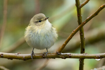 Fototapeta premium Zilpzalp oder Weidenlaubsänger (Phylloscopus collybita)