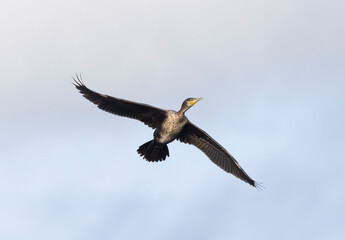 Kormoran (Phalacrocorax carbo)