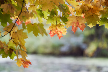 Tree branches with yellow leaves on the background of park.