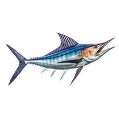 Marin fish on transparent background PNG. Sport fishing concept.