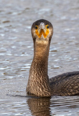 Kormoran (Phalacrocorax carbo)