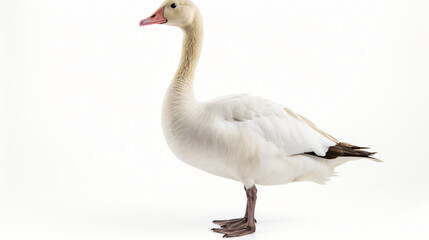 Goose on white background isolated on white background