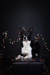 christmas photo of dog in photo studio with colorful lights. Black background in photo studio. 