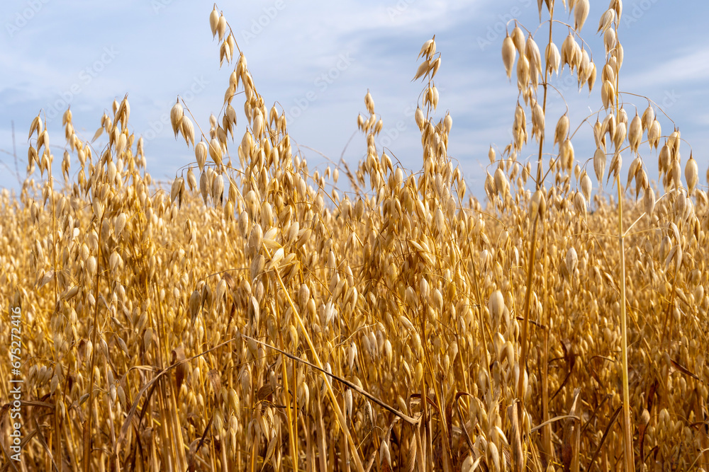 Wall mural close up view of oats in the field. oat growing on field.