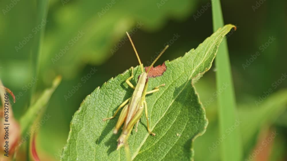 Poster close view of a grasshopper moving its legs while standing on a leaf.