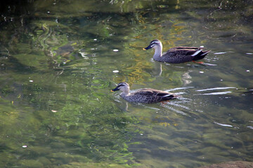 長崎の川のカルガモ