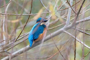 Eisvogel (Alcedo atthis) gut getrant im Gebüsch, typischer Aufenthaltsort