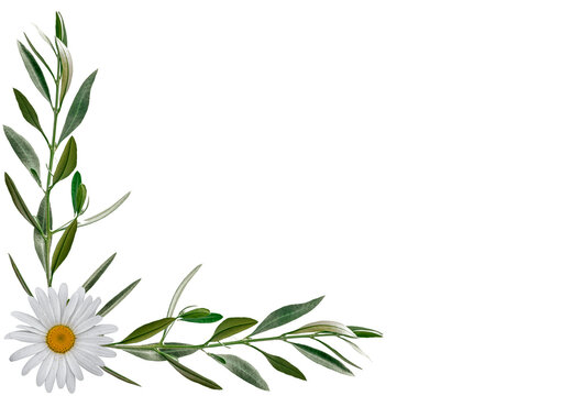 Bordure de cadre bucolique avec  rameaux d&rsquo;olivier et fleurette 