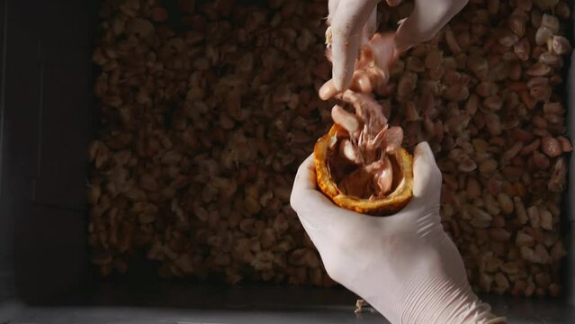 ็Hands of worker wearing gloves unwrap cacao pods to remove cocoa beans cutting a fresh cacao pod reveals cocoa white seed with fresh white cocoa seed in the tank.