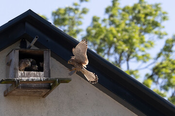 Turmfalke (Falco tinnunculus)