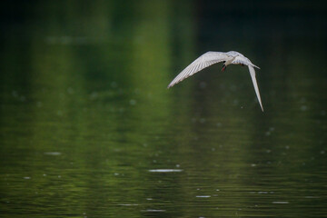 Whiskered tern(Chlidonias hybrida) in flight