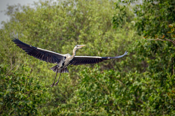 grey heron in flight