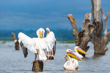 great white pelicans at the lake in kenya