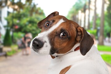 Cute young dog pet on outdoor