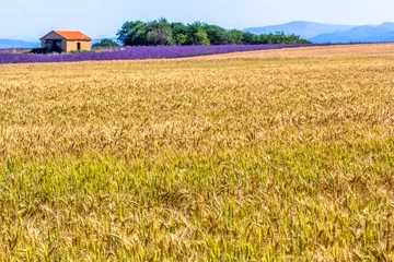 Zelfklevend Fotobehang Plateau de Valensole, champs de blé et de lavande  © Unclesam