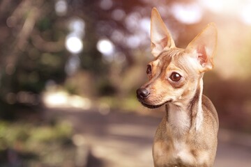 Cute young dog pet on outdoor