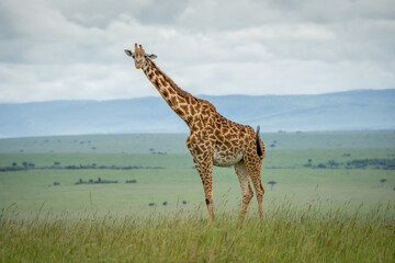 giraffe in the savannah