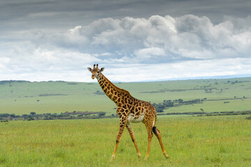 giraffe in the savannah