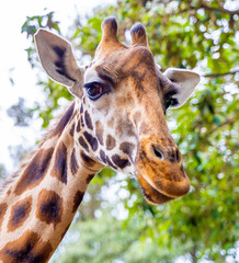 portrait of a giraffe