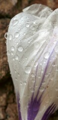 Closeup shot of a vibrant purple and white flower covered in water droplets.