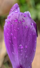 Closeup shot of a vibrant purple flower with rain droplets clinging to its petals.