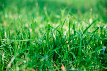 Green grass, close-up. Natural background. The texture of green, juicy grass in the rays of the bright sun.