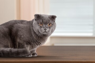 Naklejka premium Cute young smart cat posing