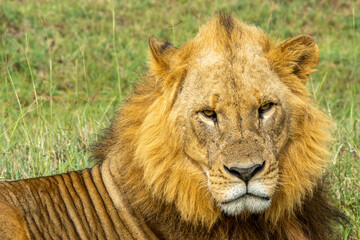 portrait of a lion
