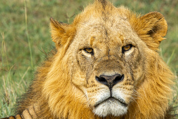 lion, king of savannah