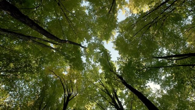 Bottom up view of lush green foliage of trees Walking through the forest