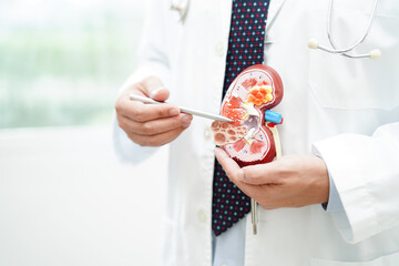 Chronic kidney disease, doctor with model for treatment urinary system, urology, Estimated...
